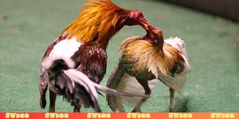 Các dòng gà đá đòn tại Việt Nam