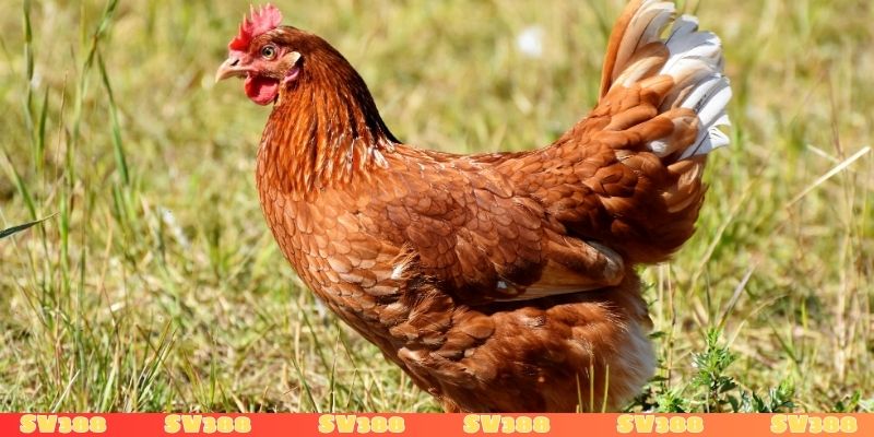 Các thắc mắc khi mơ thấy gà mái