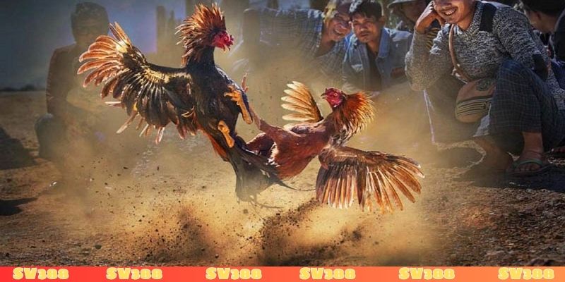 Các trường gà nổi tiếng, chất lượng được phát sóng