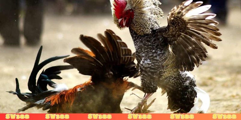 Cẩm nang bắt kèo gà đá chuẩn chỉnh