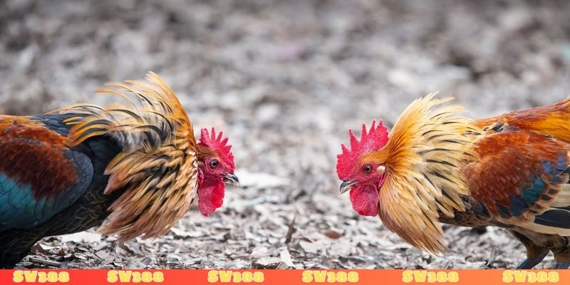 Chơi đá gà mạng có bị phạt không