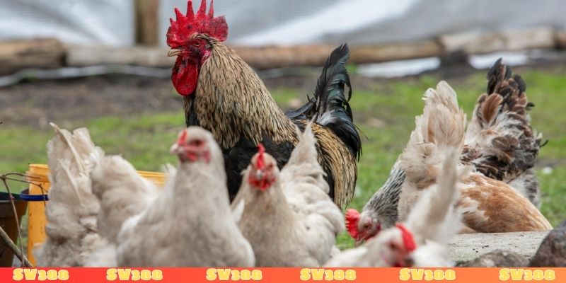 Con số tương ứng hành động của gà mái