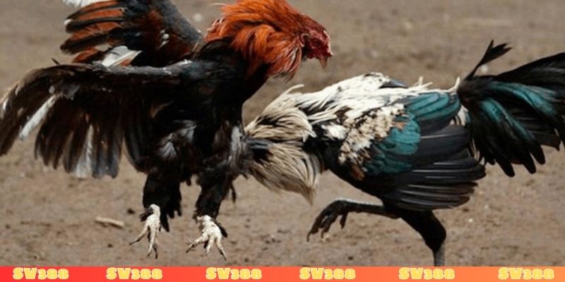 Đá gà SV388 sòng phẳng, uy tín