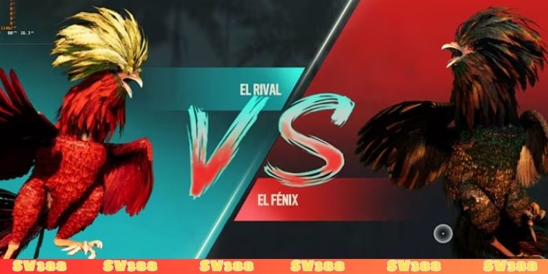 Đá gà Thái Lan có nhiều giải đấu hấp dẫn