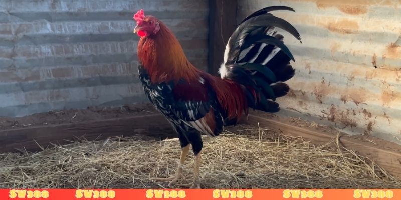 Đá gà cựa sắt hấp dẫn được yêu thích số 1