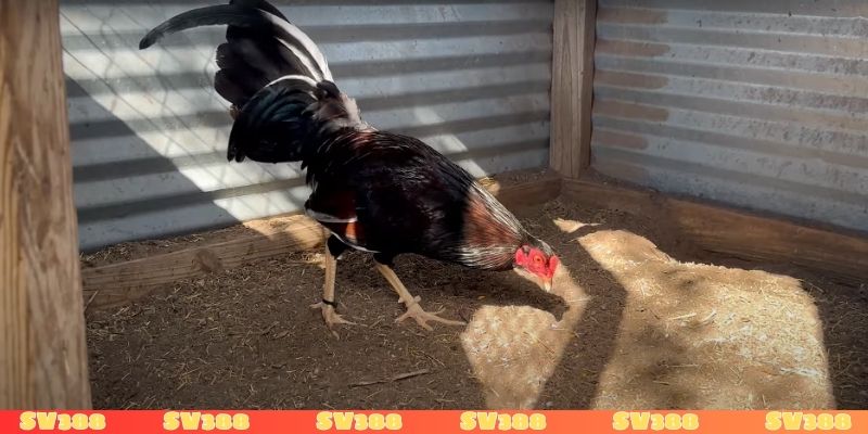 Đá gà cựa sắt là gì