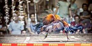 Đá gà đòn là gì