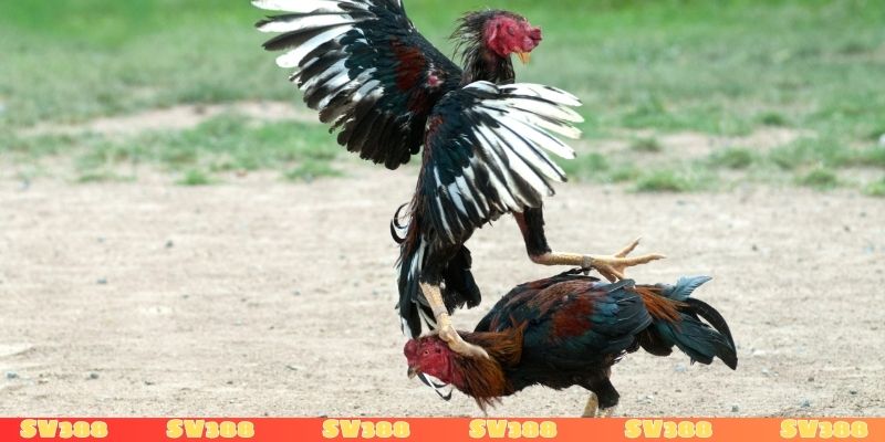 Đá gà đòn nổi tiếng miền Trung