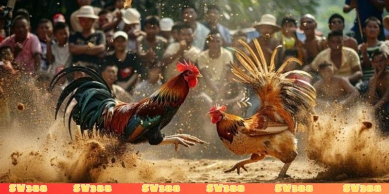 Đá gà truyền thống còn nhiều hạn chế