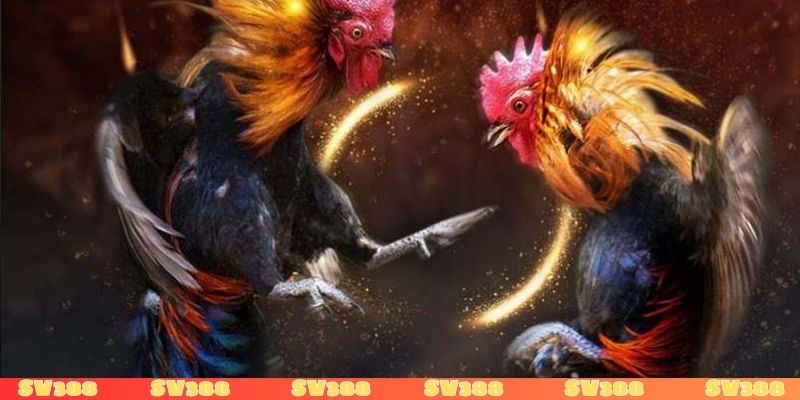 Gà mạng bịp thường có xu hướng tráo gà