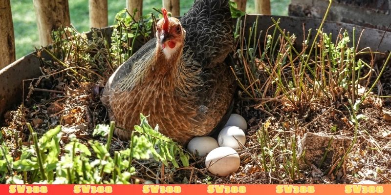 Gà trống đẻ trứng mang lại điềm gì