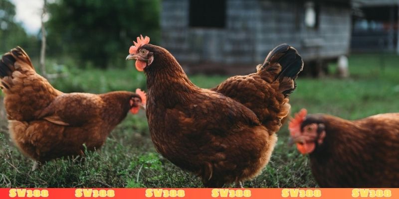 Giải mã giấc mơ thấy gà mái