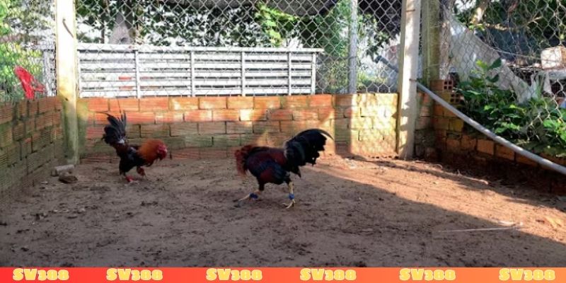 Giải mã tại sao đá gà mạng luôn thua