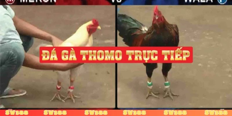 Luật chơi đá gà Thái Lan quy định rõ ràng