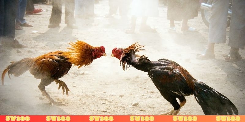 Luật pháp Việt Nam nghiêm cấm cá cược