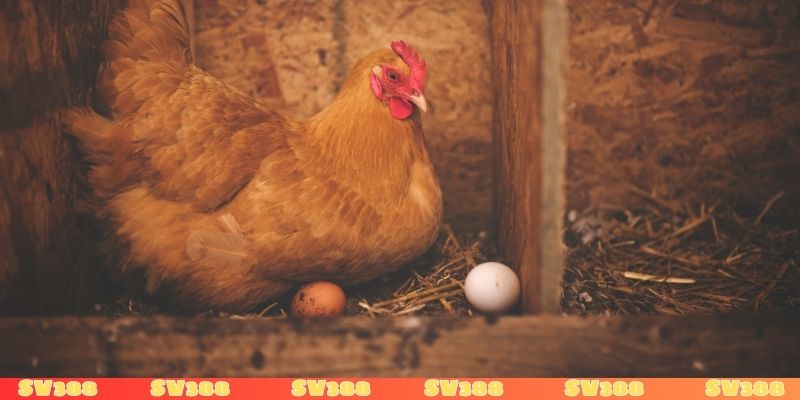 Nằm mơ thấy gà đẻ trứng đánh con gì trúng số