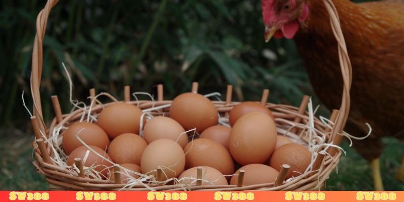 Nằm mơ thấy gà đẻ trứng đánh con gì