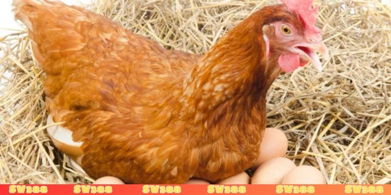 Nằm mơ thấy gà đẻ trứng hên hay xui