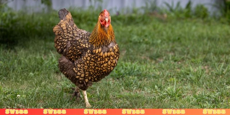 Nằm mơ thấy gà mái đánh con gì