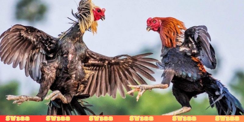 Nên chơi đá gà trên website uy tín