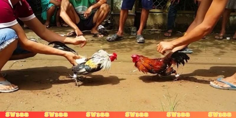 Nên cược vào Meron hay Wala