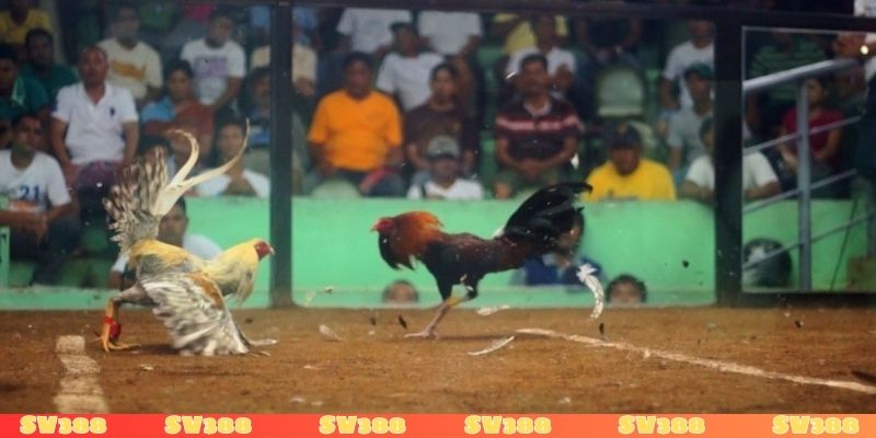 Nguồn gốc của đá gà Thái Lan là gì