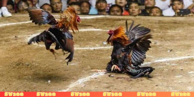 Quy trình tổ chức đá gà Thái Lan bài bản, chuyên nghiệp