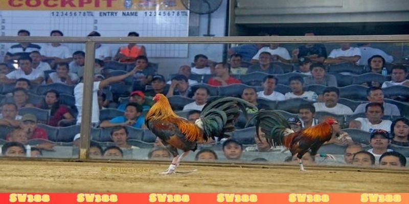 So sánh gà đá đòn và đá cựa