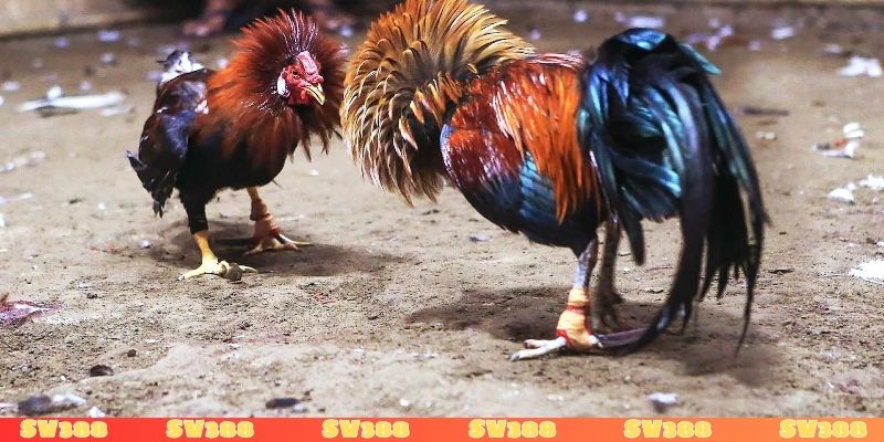 Theo dõi trực tiếp đá gà đảm bảo an toàn