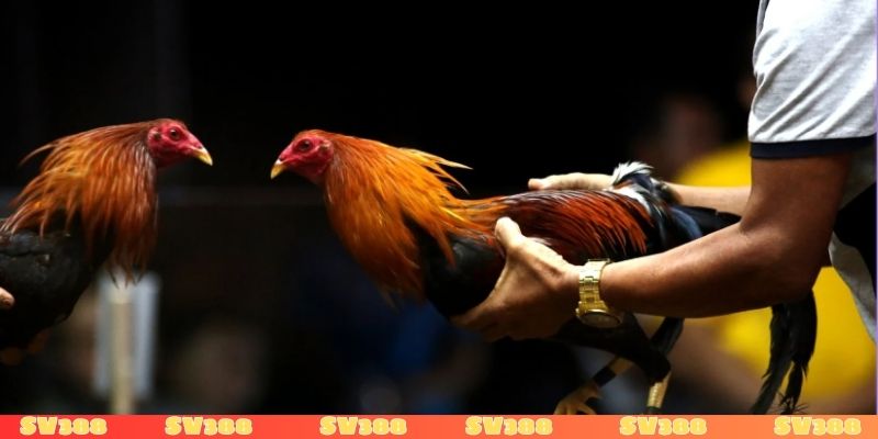 Thiếu kinh nghiệm khiến chơi đá gà luôn thua