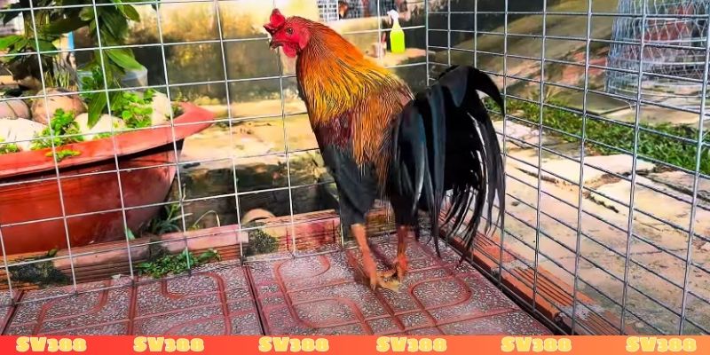 Tổng hợp giống gà đá cựa sắt hay