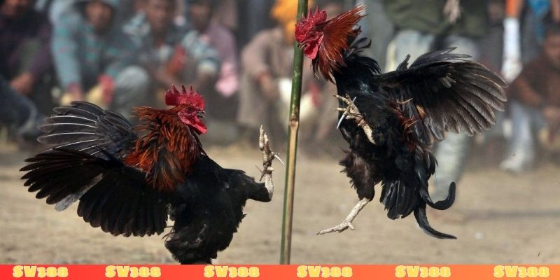 Top chiến kê làm nên huyền thoại