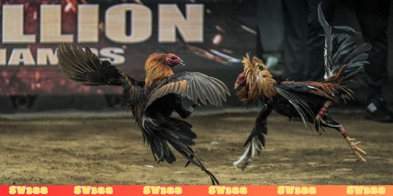 Trực tiếp đá gà là gì