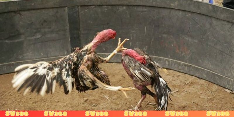 Xử lý hình sự khi vi phạm chơi đá gà 