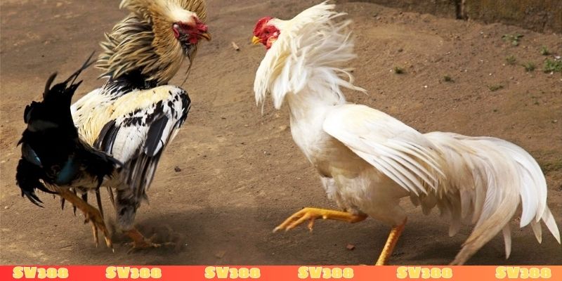 Bí kíp thắng lớn khi cá cược đá gà Mỹ