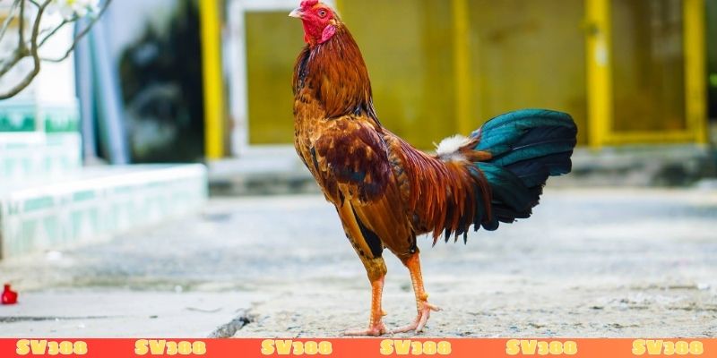 Các bài tập khởi động cho gà trước khi đá