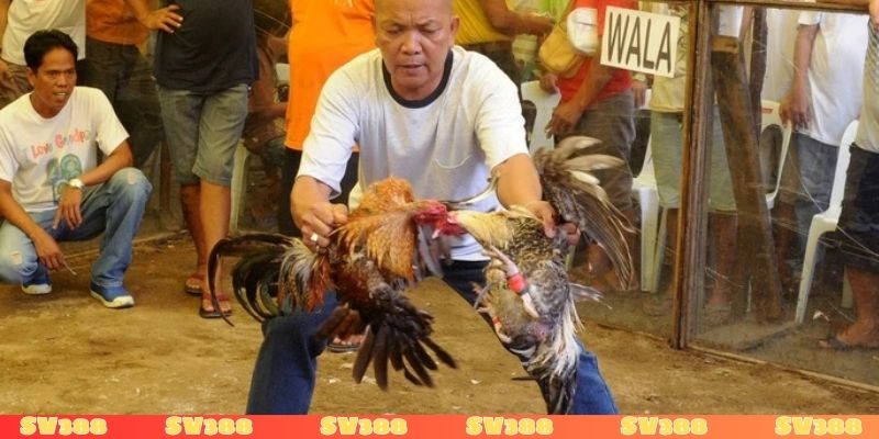 Các tố chất cần có khi làm biện gà là gì?