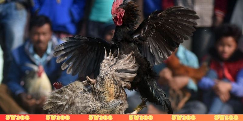 Cách bảo vệ bản thân khi xem đá gà trực tiếp