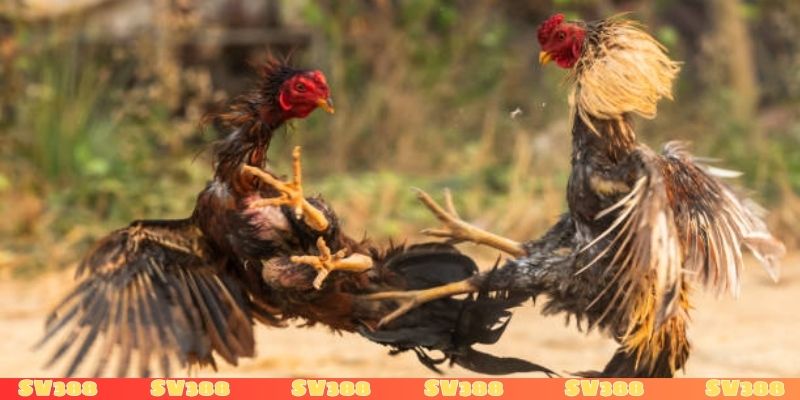 Cách tính tiền đánh bạc trong đá gà ảnh hưởng yếu tố nào?