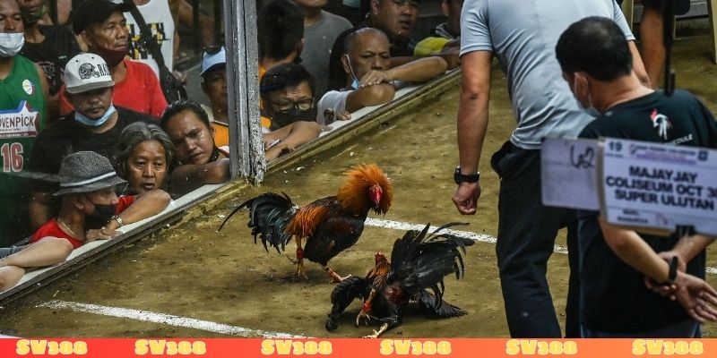 Cách tính tiền đánh bạc trong đá gà chuẩn chỉnh