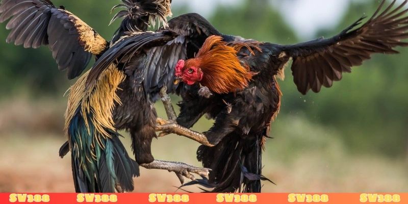 cách tính tiền đánh bạc trong đá gà