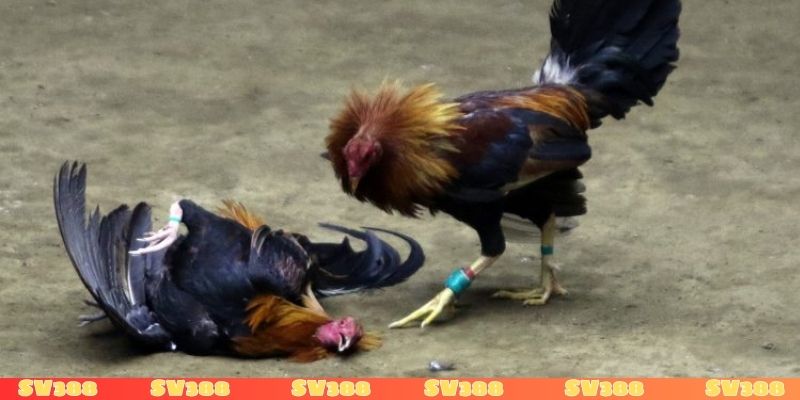 Chiến thuật và quy định chuyên biệt trong đá gà Mỹ