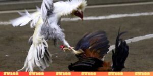 Đá gà Thái Lan là gì