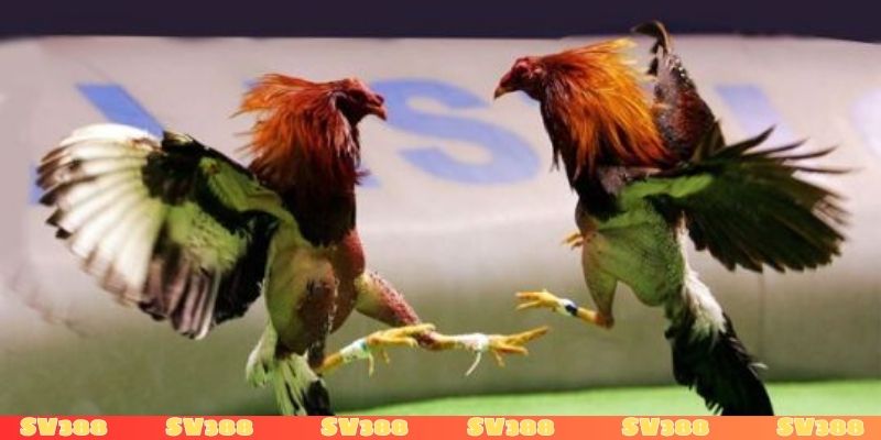 Đá gà mạng bịp