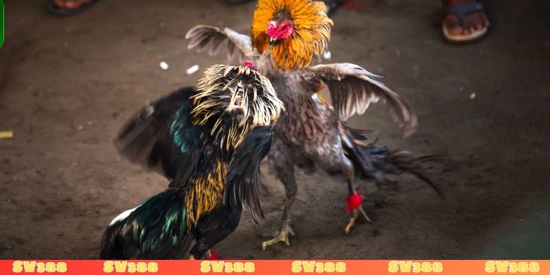 Đá gà mạng có bị phạt không