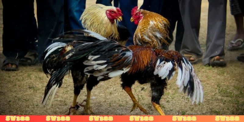 Đá gà Mỹ là gì