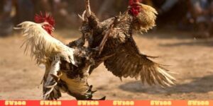 Đá gà Thomo là gì