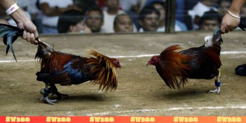 Đá gà tre - Hình thức chọi gà được ưa chuộng