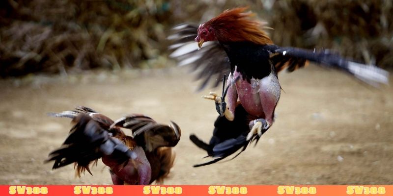 Điểm khác biệt giữa gà chọi Mỹ và các dòng gà khác