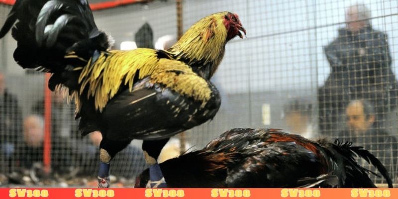 Điểm nổi bật thường thấy ở gà chọi Mỹ